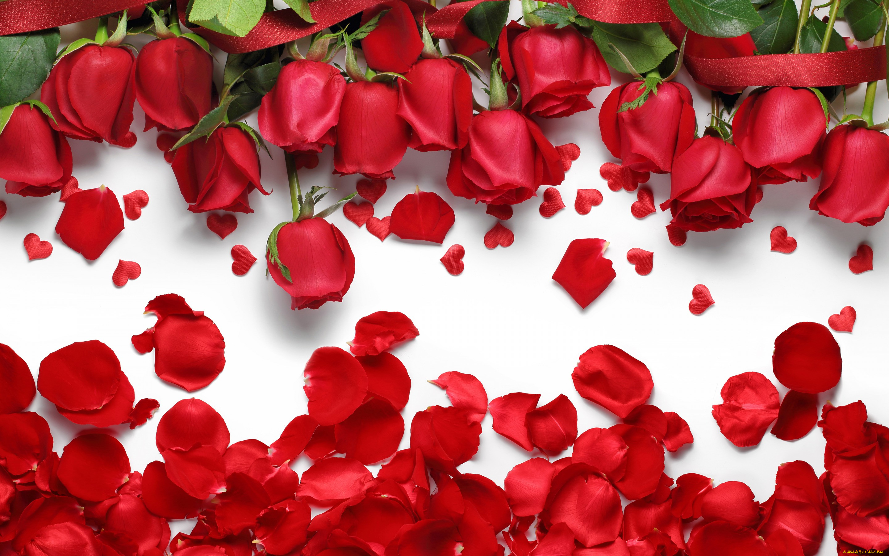 , , hearts, petals, , , love, flowers, roses, red